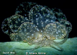 Cyerce sp by Amara Abrina 